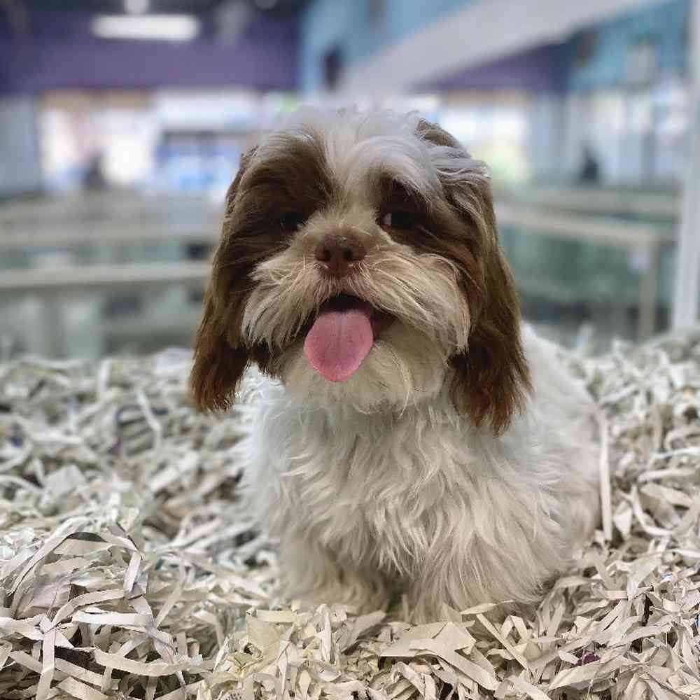 Male Shih Tzu Puppy for Sale in Meridian, ID