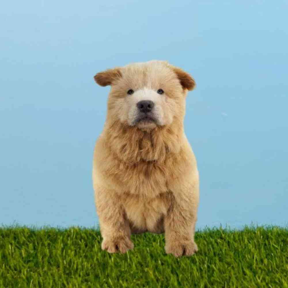 Male Chow Chow Puppy for sale