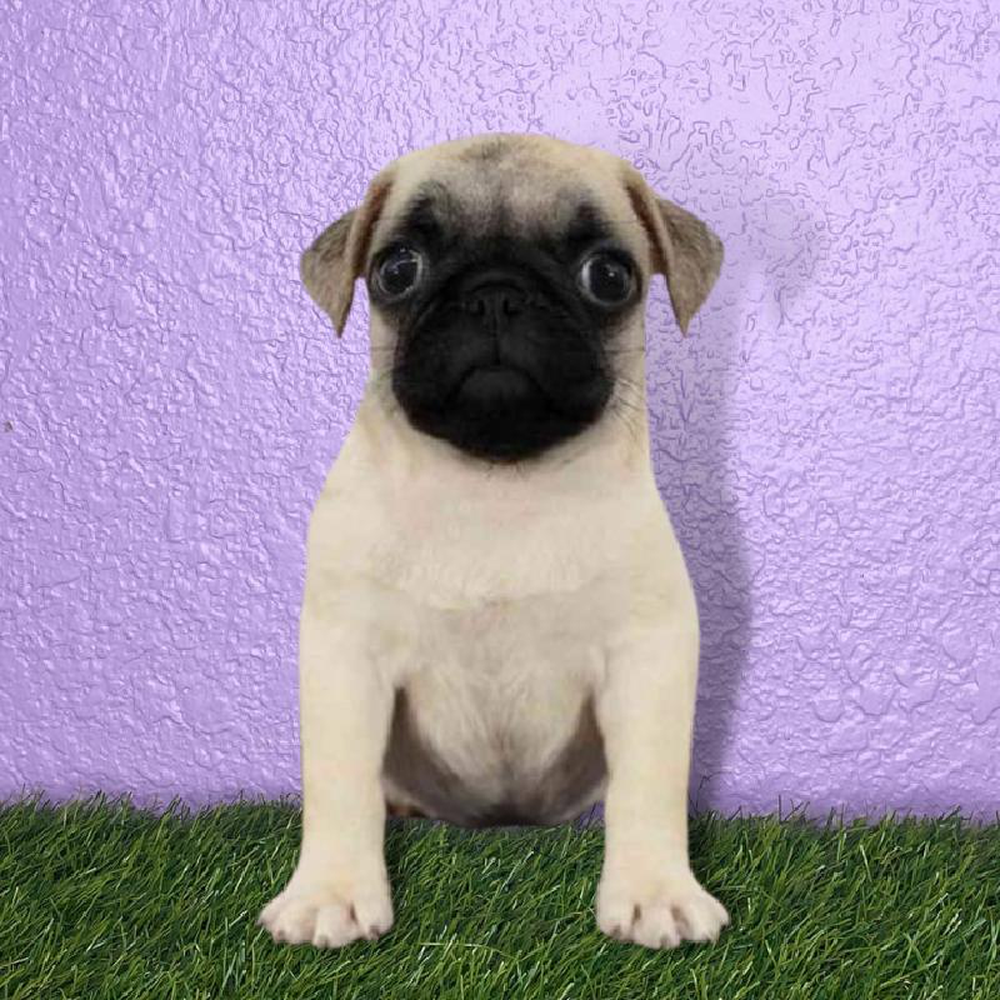 Female Pug Puppy for sale