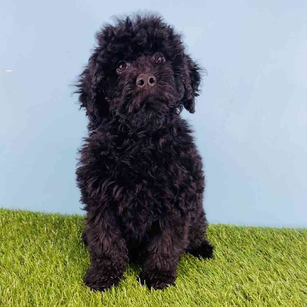 Female Portugese Water Dog Puppy for sale