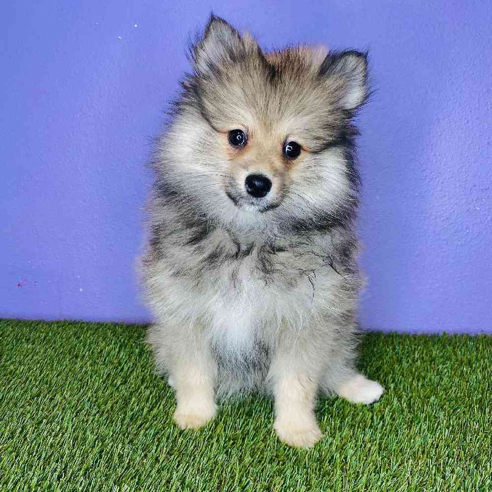 Female Pomeranian Puppy for sale