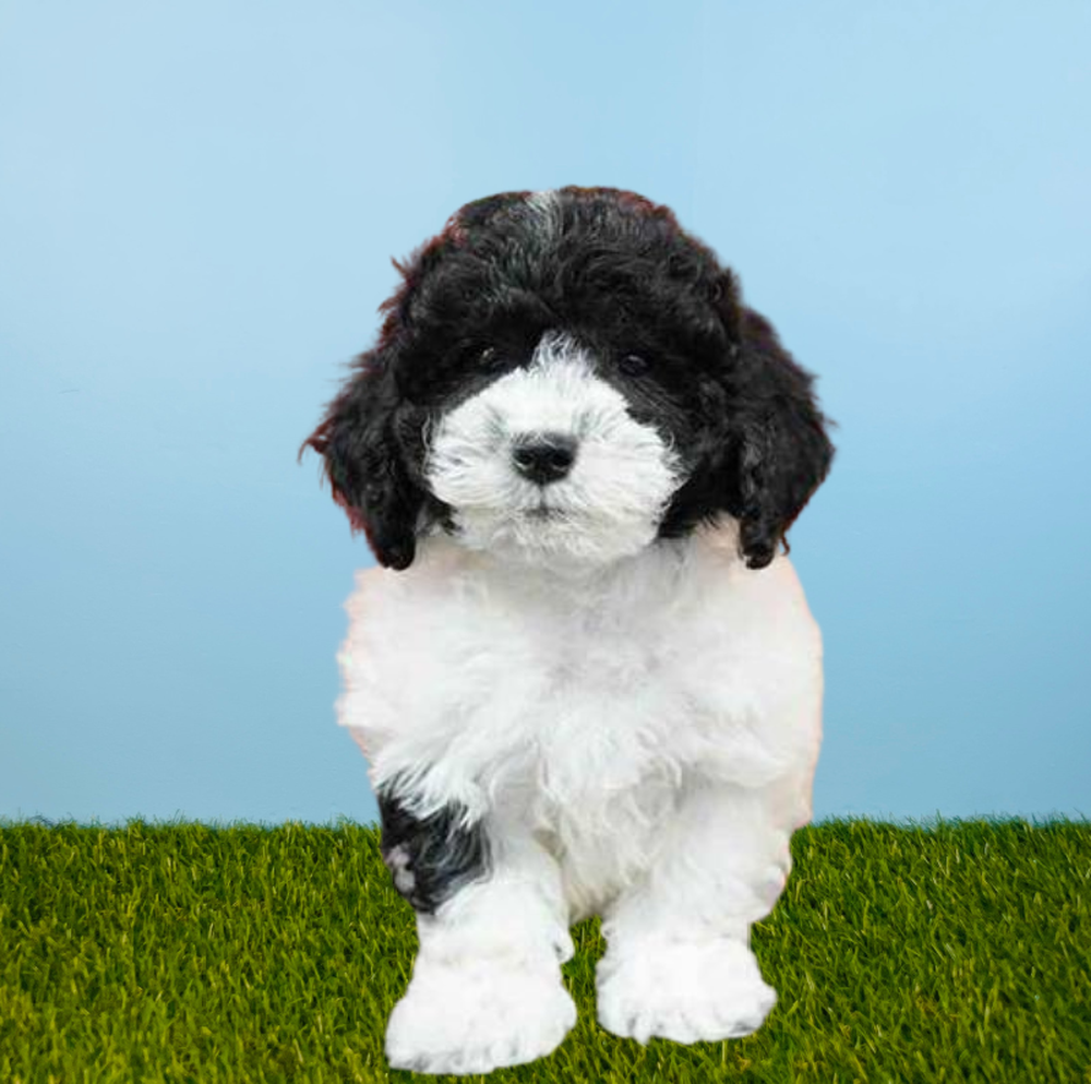 Male Teddy Bear Puppy for Sale in Meridian, ID
