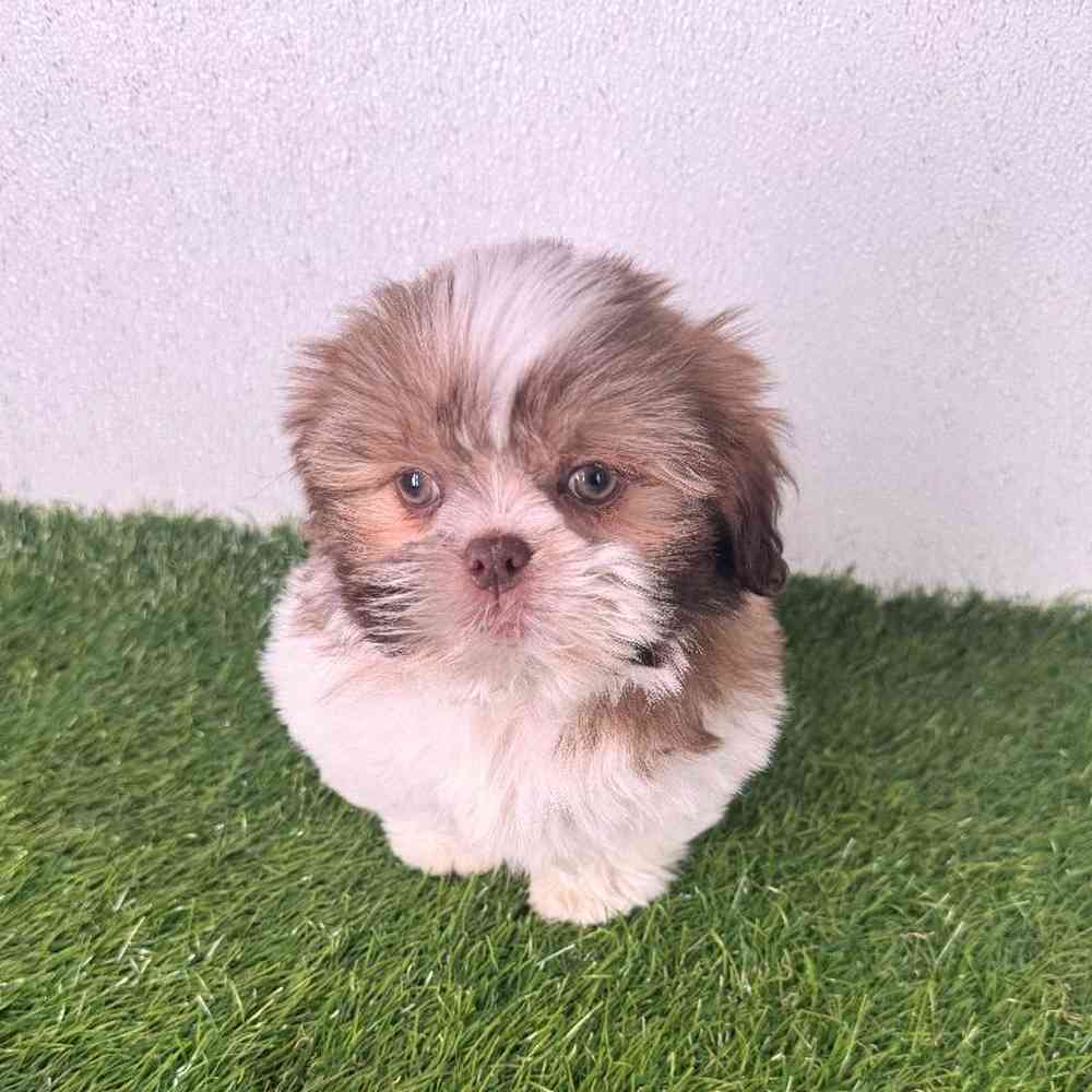 pet breed image