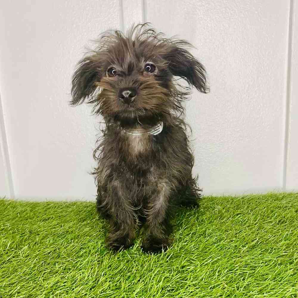 pet breed image