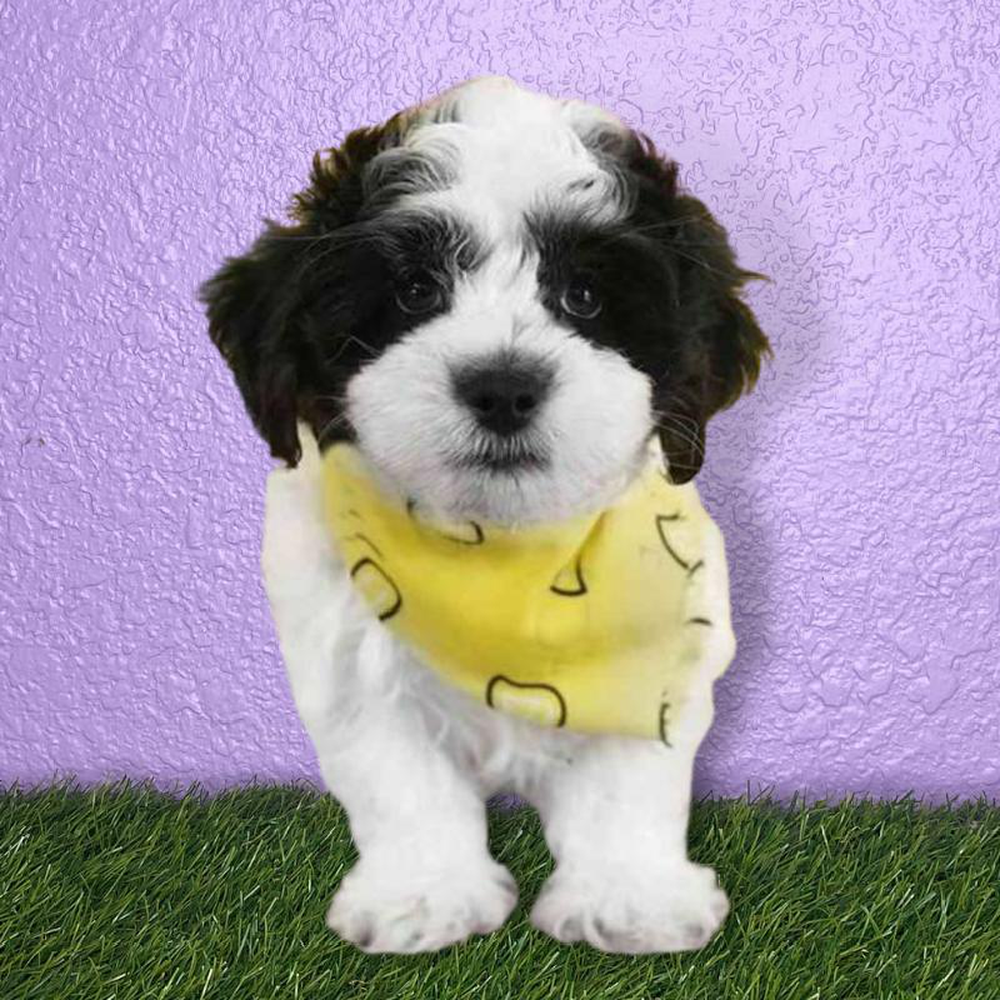 Male Havanese Puppy for sale