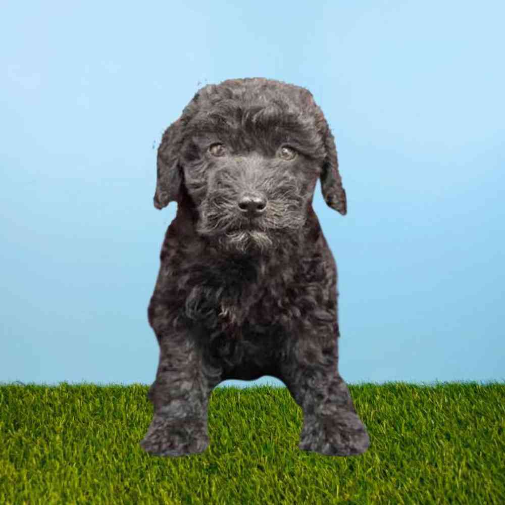 Female 2nd Gen Mini Goldendoodle Puppy for Sale in Meridian, ID