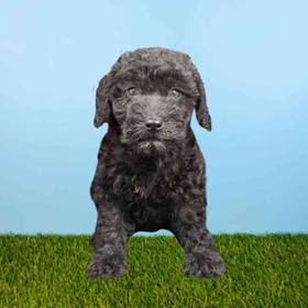2nd Gen Mini Goldendoodle