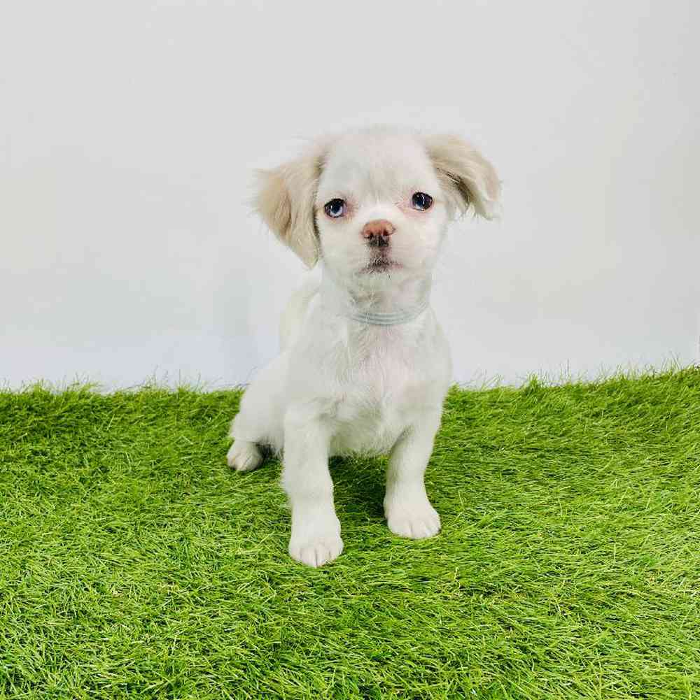 carousel pet images