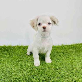 Shorkie