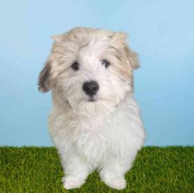 Coton De Tulear