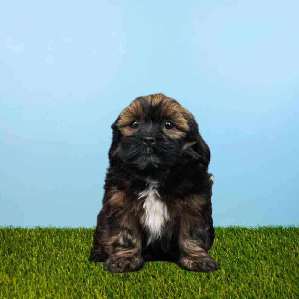 Female Lhasa Apso Puppy for Sale in Meridian, ID