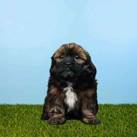 Lhasa Apso