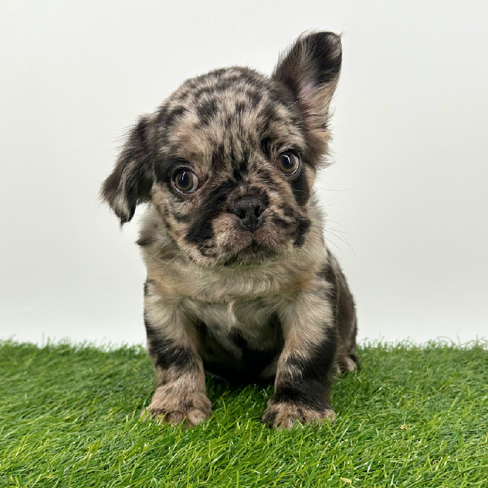 carousel pet images