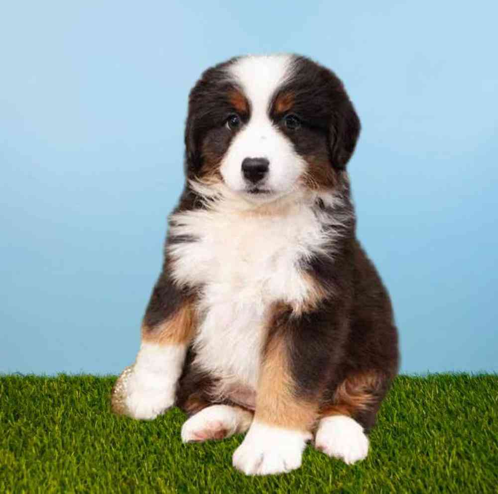 Mini Australian Shepherd
