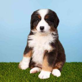 Mini Australian Shepherd