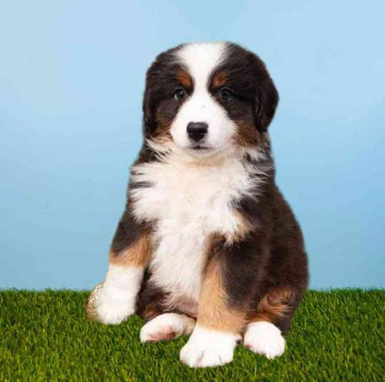 Mini Australian Shepherd Puppies for Sale Meridian