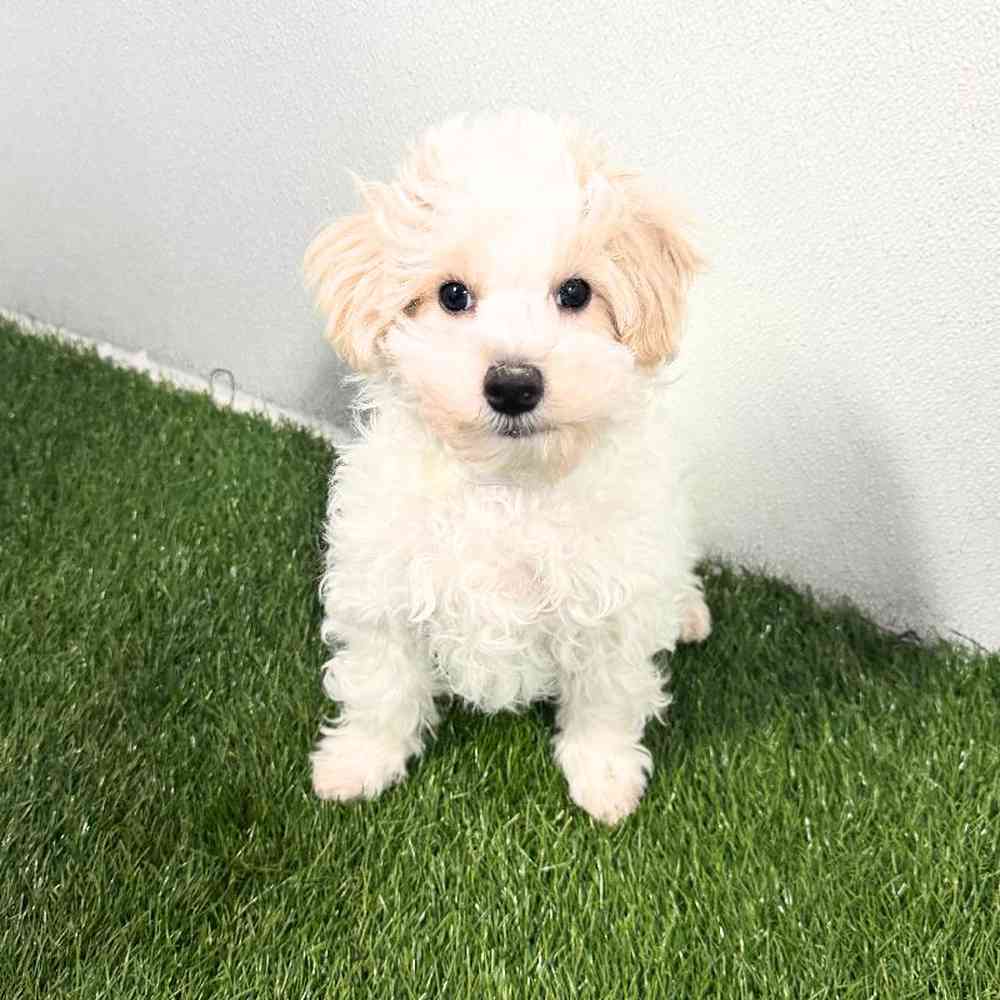pet breed image