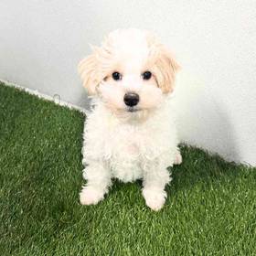 Maltipoo
