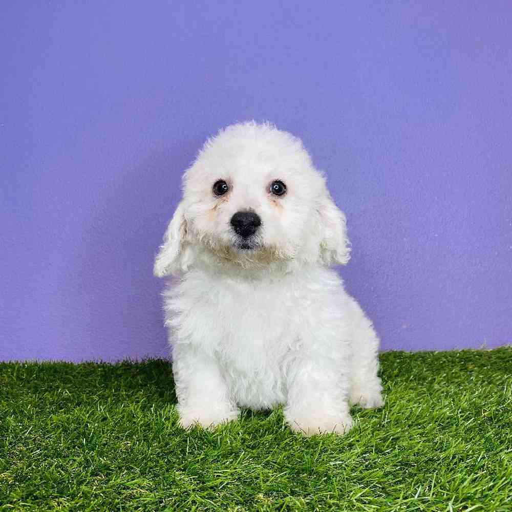 Male Bichon Puppy for sale