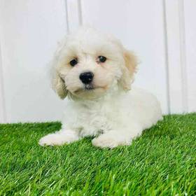 Havanese/Cocker