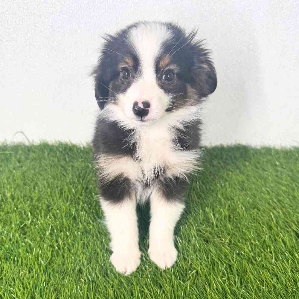 pet breed image