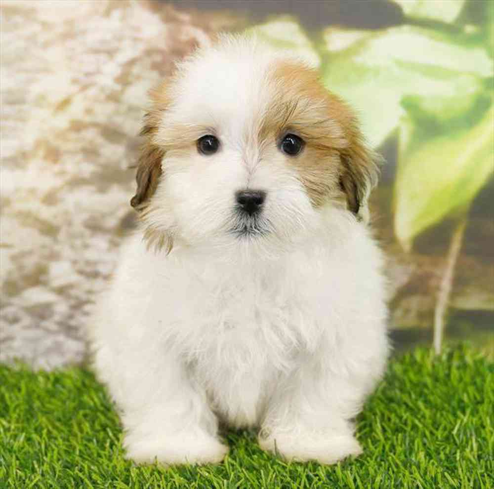 pet breed image
