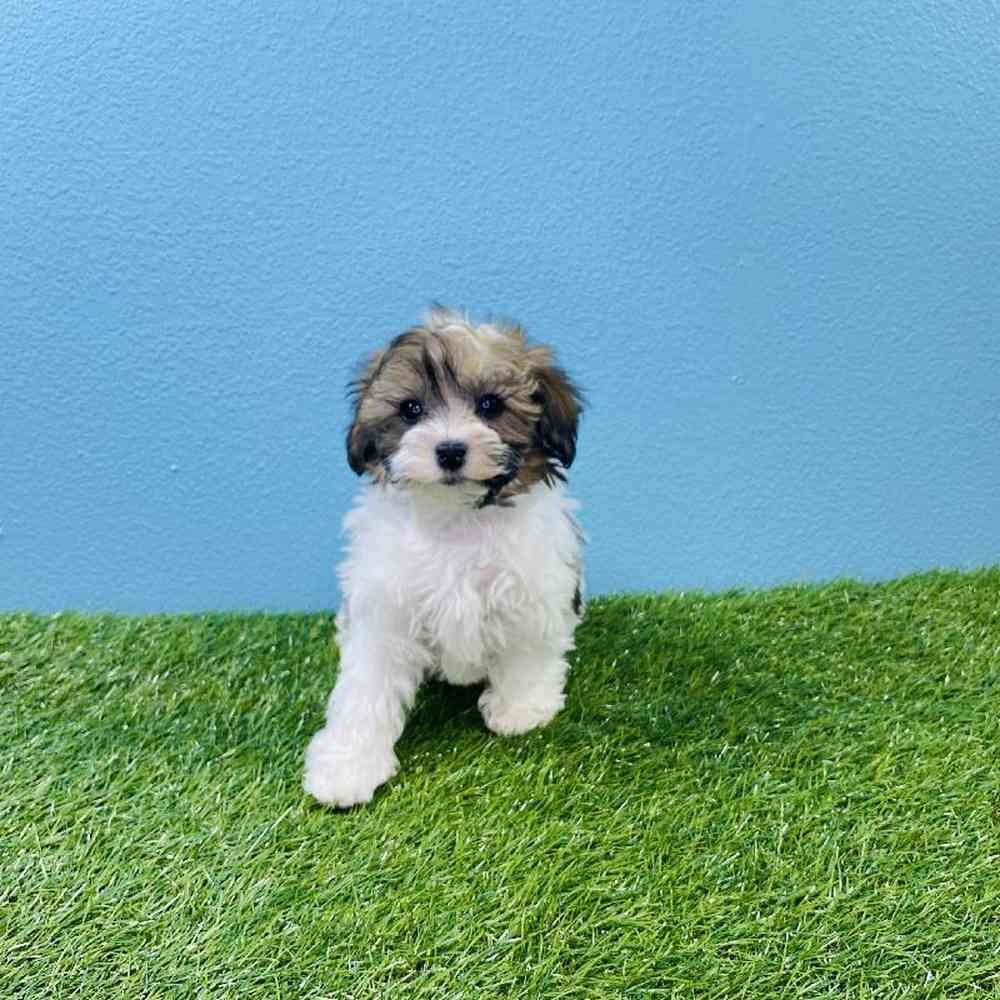 carousel pet images