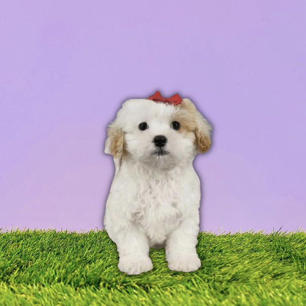 Female Bichapoo Puppy for sale