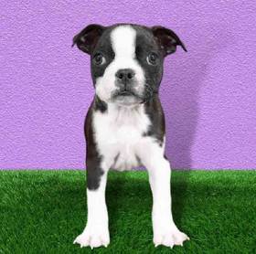 Boston Terrier