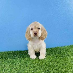 Cocker Spaniel
