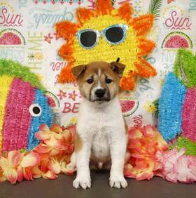 Shiba Inu