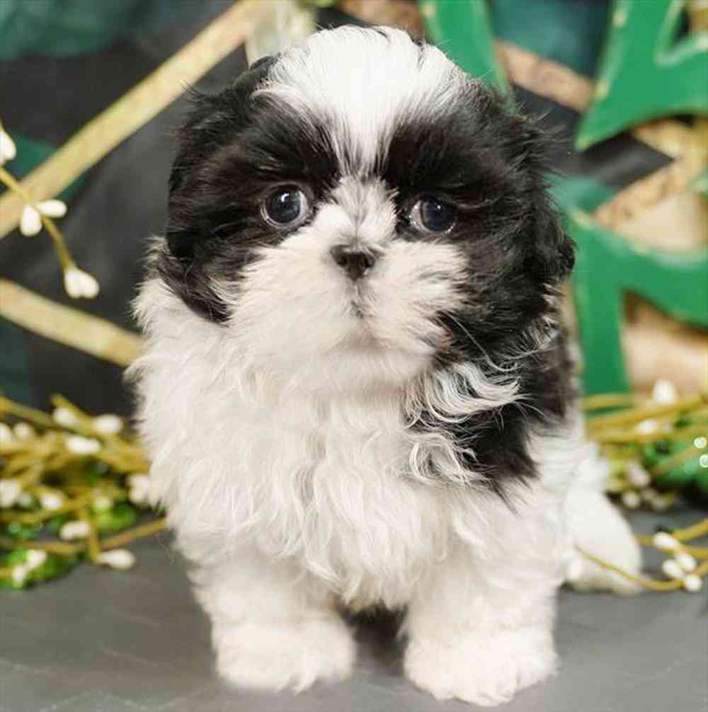pet breed image
