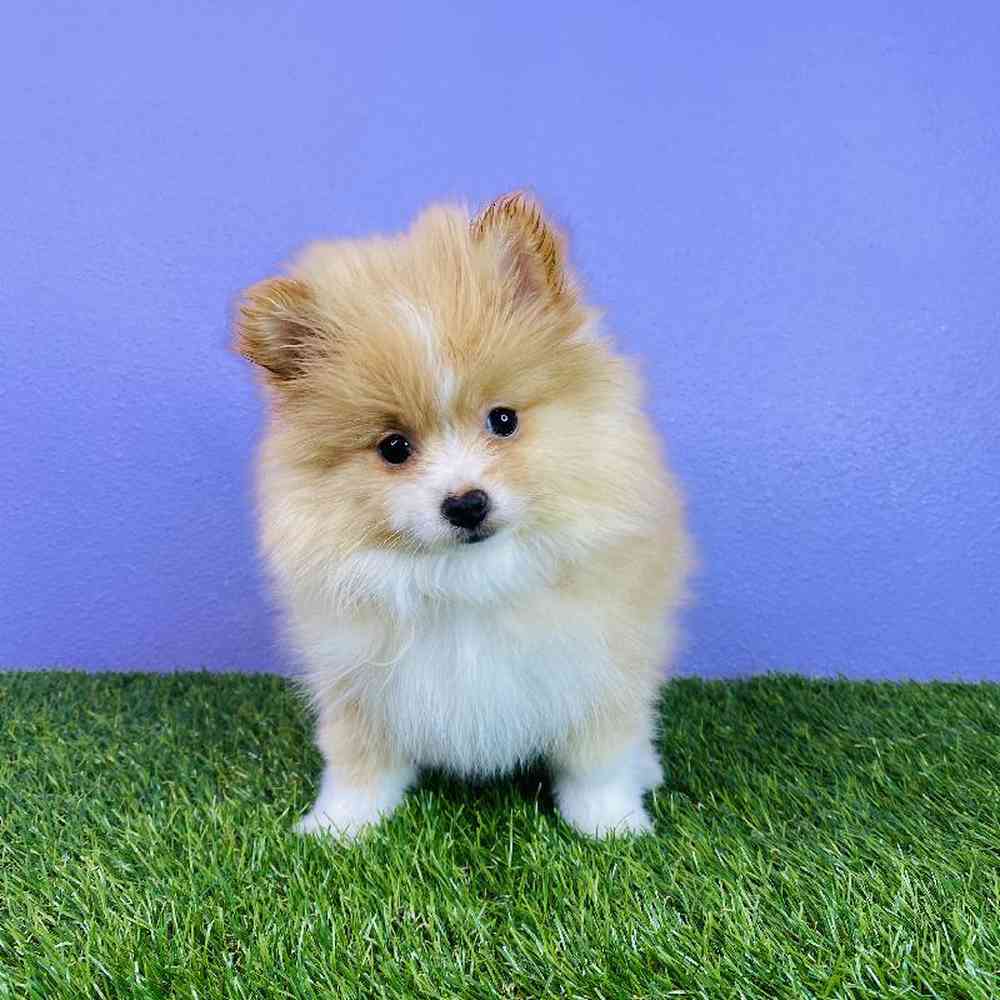carousel pet images