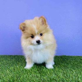 Pomeranian