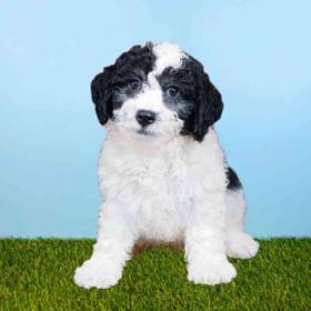 Bichapoo