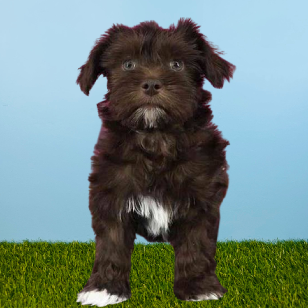 Male Schnorkie Puppy for Sale in Meridian, ID