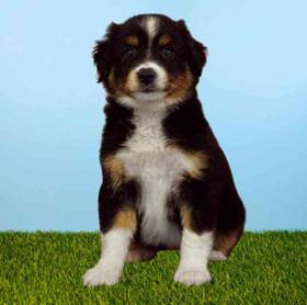 Mini Australian Shepherd