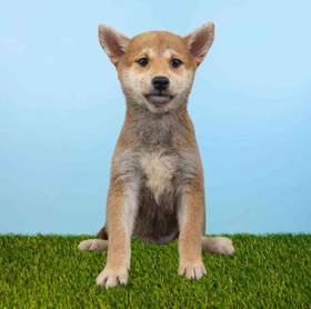 Shiba Inu