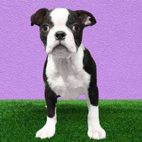 Boston Terrier