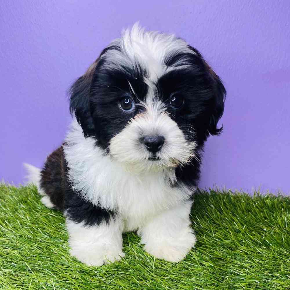 Male Shorkie Puppy for sale