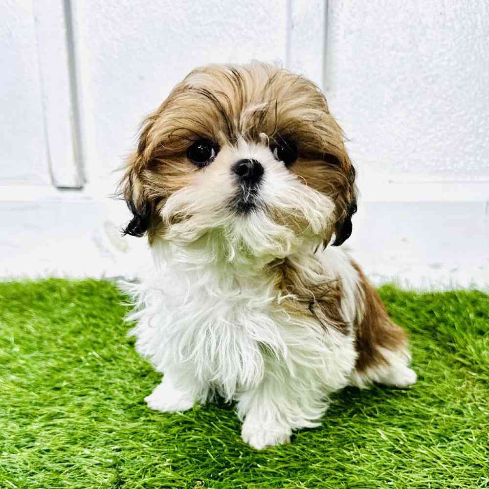 pet breed image