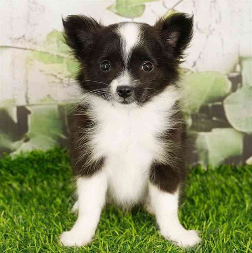 pet breed image