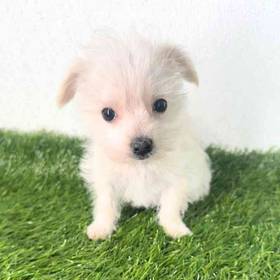 Morkie