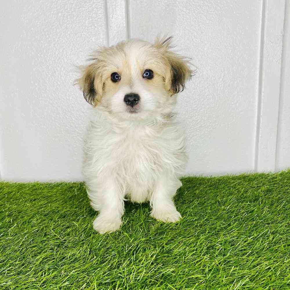 pet breed image