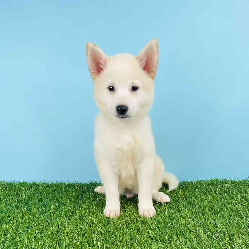 Male Shiba Inu Puppy for sale
