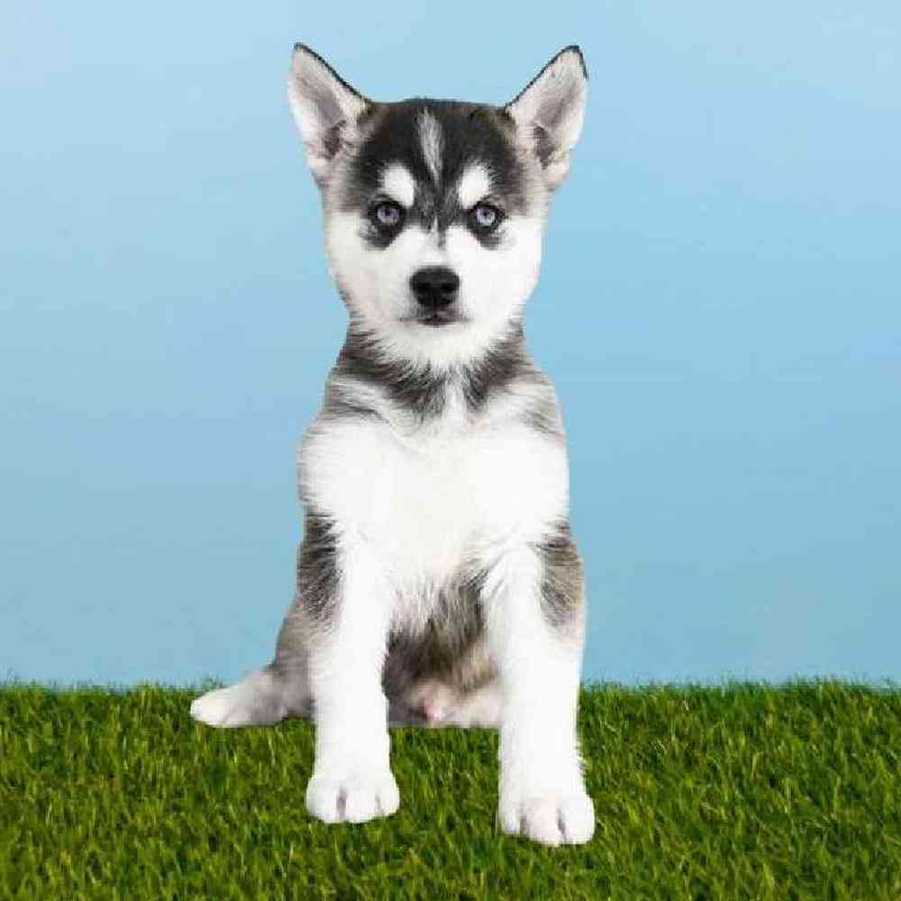 Male Alaskan Klee Kai Puppy for sale