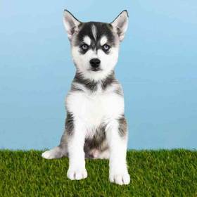 Alaskan Klee Kai