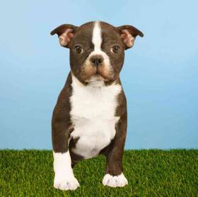 Boston Terrier