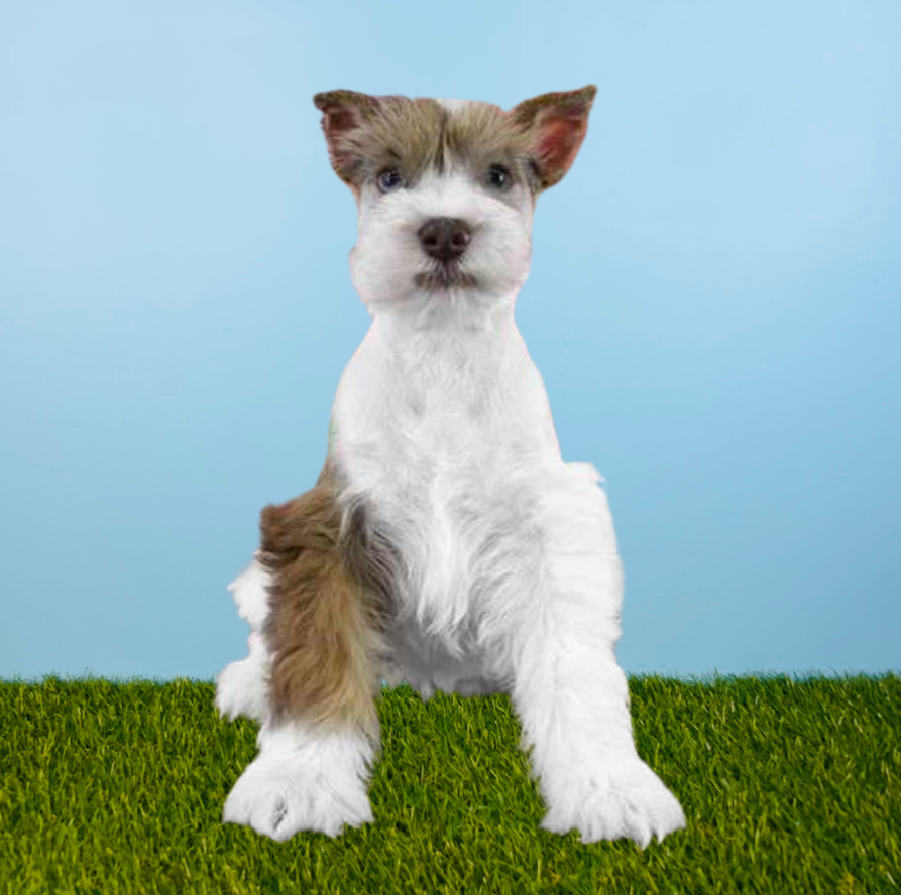 Male Mini Schnauzer Puppy for Sale in Tolleson, AZ