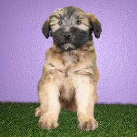 Soft Coated Wheaten Terrier